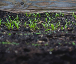 Grass Seedlings - How to Sow Grass Seed - Boston Seeds