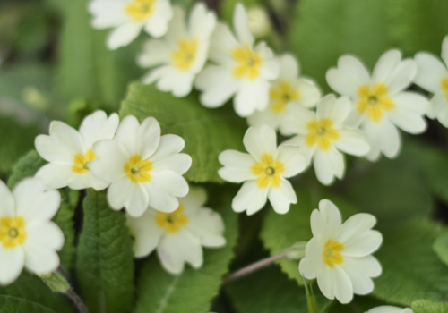 Contents of Woodland Wildflower Plant Collection