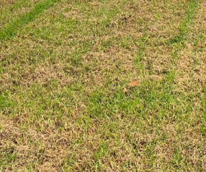 Yellow Grass - How to Repair Your Lawn with Grass Seed - Boston Seeds
