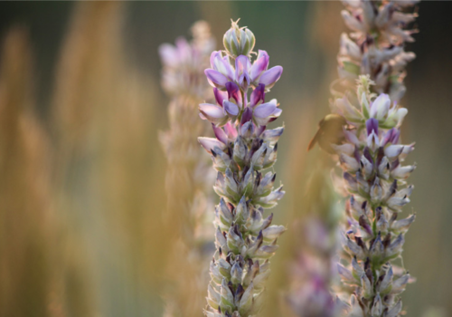 Contents of Scented Wildflower Plant Collection