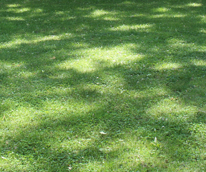 Shady Lawns and Grass Seed for Shade - Boston Seeds