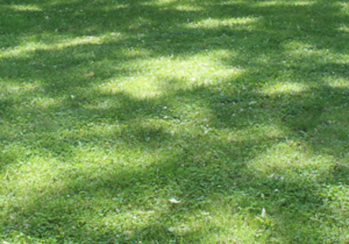 Shady Lawns and Grass Seed for Shade - Boston Seeds