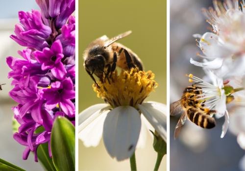 Wildflowers and Bees - ColourMax Summer Bee Seed Mixture - Boston Seeds