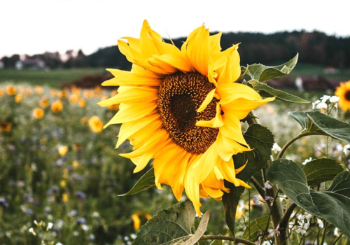 Contents of Summer Flowering Wildflower Plant Collection