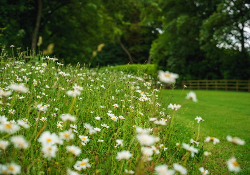 Your Guide to Wildflower Turf