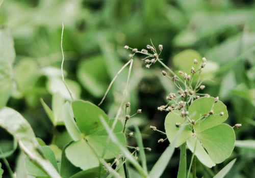 Contents of Wetland Wildflower Plant Collection