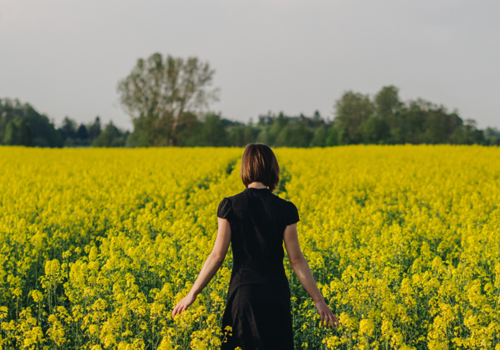 Yellow Field - ColourMax Annual Flower Seed Establishment Guide - Boston Seeds