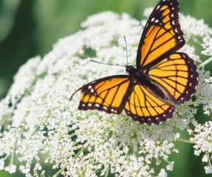 Butterfly on flower - Buy wildflower seeds from Boston Seeds