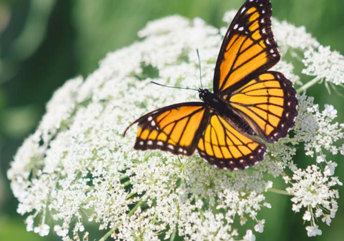 Butterfly on flower - Buy wildflower seeds from Boston Seeds