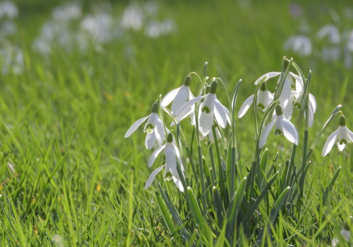 February Lawn Care Tips - Boston Seeds