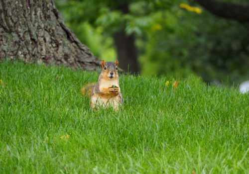 Autumn lawn care tips - Boston Seeds