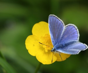 Blue Butterfly on Buttercup - Wildflower Seeds, Plants or Bulbs: Which Should I Choose? - Boston Seeds