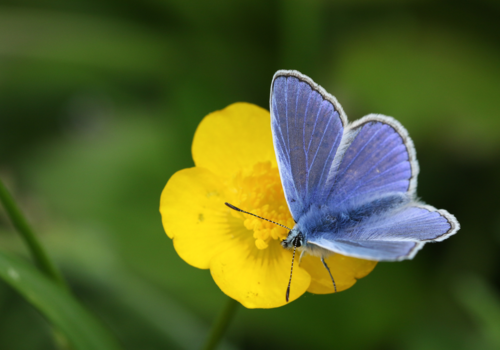 Blue Butterfly on Buttercup - Wildflower Seeds, Plants or Bulbs: Which Should I Choose? - Boston Seeds