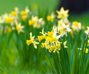 March Lawn Care Tips - Boston Seeds