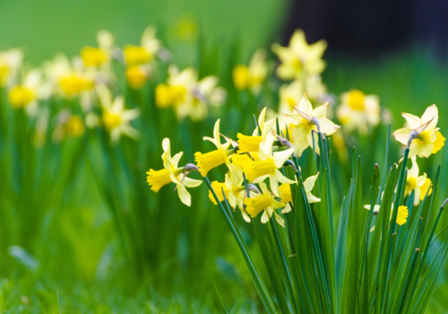 March Lawn Care Tips - Boston Seeds