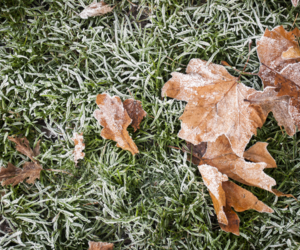 November Lawn Care Tips - Boston Seeds