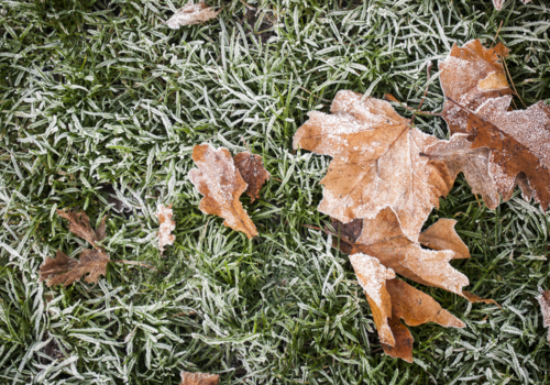 November Lawn Care Tips - Boston Seeds