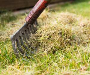 Scarifying with a rake - How to Scarify a Lawn Without a Scarifier - Boston Seeds