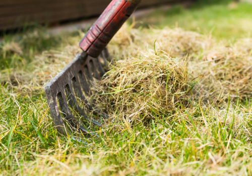 Scarifying with a rake - How to Scarify a Lawn Without a Scarifier - Boston Seeds