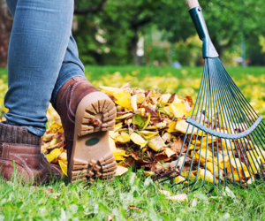 October Lawn Care Tips - Autumn Lawn Maintenance - Boston Seeds