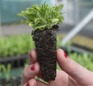 Wildflower Plug Plants - Boston Seeds