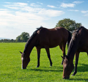 Horses Feeding - Paddock Grass Seed - Boston Seeds