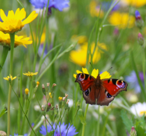 Butterfly on flower - Wildflower Plug Plants - Boston Seeds