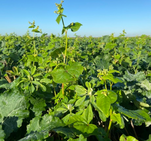 Buy Companion Crops Online