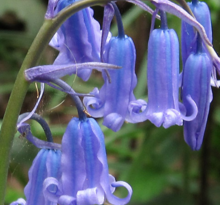 Bluebells - Wildflower Bulbs - Boston Seeds