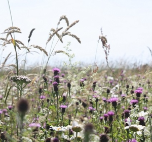 Poppy's in a wildflower meadow - Buy wildflower seeds from Boston Seeds