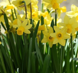 Flower Bulbs Best Sellers