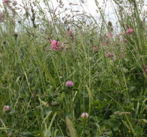 CSAM3 / SAM3 Seed Mix