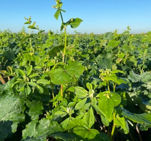 SFI CIPM3 & IPM3 Seed Mixes | Companion Crops