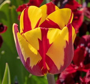 New this season flower bulbs
