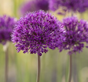 Allium Bulbs