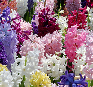 Hyacinth Bulbs