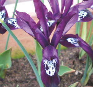 Iris Bulbs