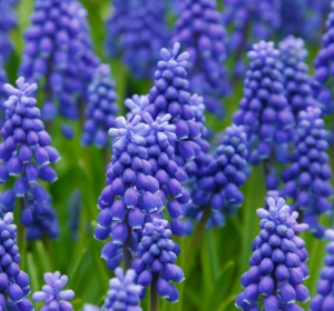 Muscari Bulbs