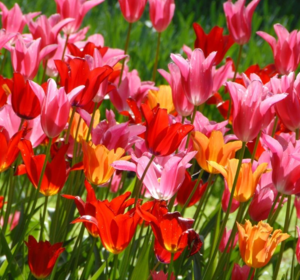 Tulip Bulbs - All