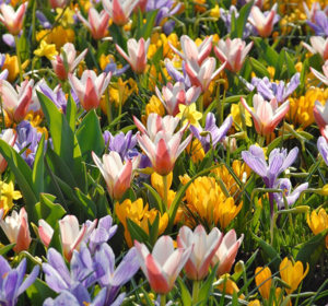 Spring Bulbs