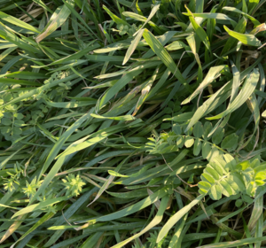 SFI SOH3 - Multi Species Summer Sown Cover Crop