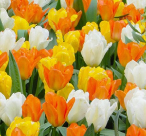 Tulip Bulbs - Collections