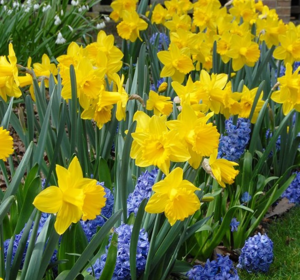 Daffodil Bulbs