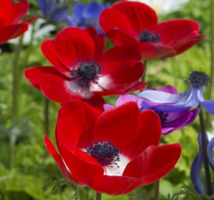 Anemone Bulbs