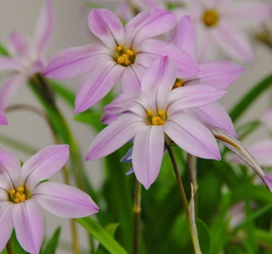 Ipheion Bulbs