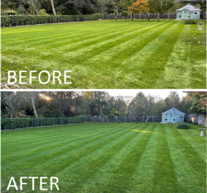 Lawn and amenity fertiliser from Boston Seeds