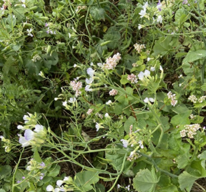 SFI SOH2 - Multi Species Spring Sown Cover Crop