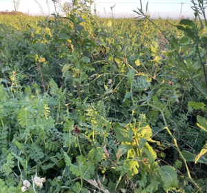 SFI SOH4 - Winter Cover Following Maize Crops