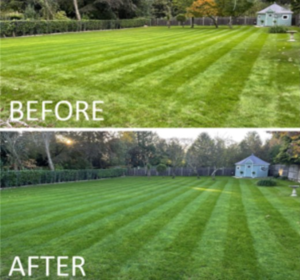 Lawn and amenity fertiliser from Boston Seeds