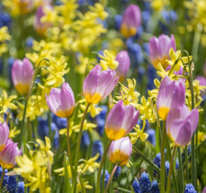 Spring Bulbs